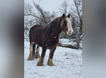 Tinker, Caballo castrado, 11 años, 142 cm, Alazán-tostado