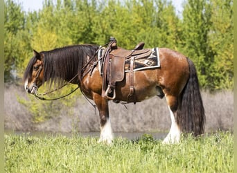 Tinker, Caballo castrado, 11 años, 142 cm, Castaño rojizo