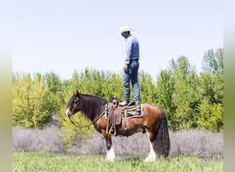 Tinker, Caballo castrado, 11 años, 142 cm, Castaño rojizo