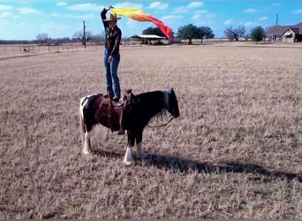 Tinker, Caballo castrado, 11 años, 145 cm, Tobiano-todas las-capas