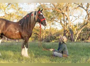 Tinker, Caballo castrado, 11 años, 145 cm, Tobiano-todas las-capas