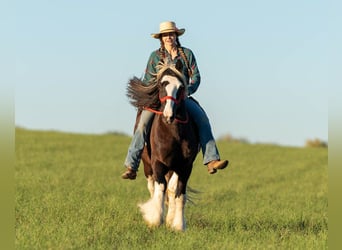 Tinker, Caballo castrado, 11 años, 145 cm, Tobiano-todas las-capas