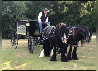 Tinker, Caballo castrado, 11 años, 150 cm, Negro