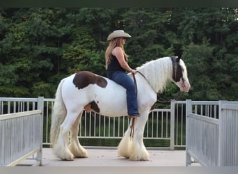 Tinker, Caballo castrado, 11 años, 150 cm, Pío