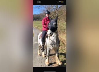 Tinker Mestizo, Caballo castrado, 11 años, 150 cm, Tordo rodado