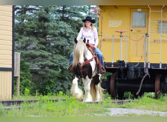 Tinker, Caballo castrado, 11 años, 152 cm, Pío