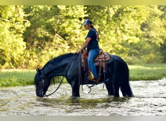 Tinker Mestizo, Caballo castrado, 11 años, 155 cm, Negro