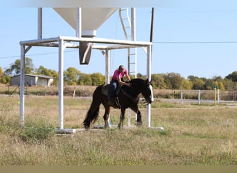 Tinker, Caballo castrado, 11 años, 160 cm, Castaño rojizo