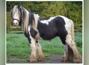 Tinker, Caballo castrado, 12 años, 135 cm, Pío