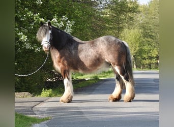 Tinker, Caballo castrado, 12 años, 136 cm, Castaño