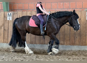 Tinker, Caballo castrado, 12 años, 145 cm, Negro