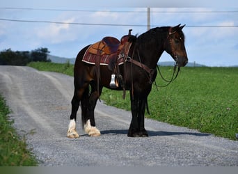 Tinker, Caballo castrado, 12 años, 147 cm, Castaño oscuro