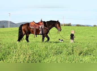 Tinker, Caballo castrado, 12 años, 147 cm, Castaño oscuro