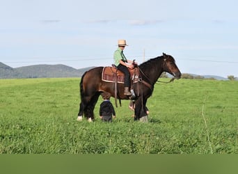 Tinker, Caballo castrado, 12 años, 147 cm, Castaño oscuro
