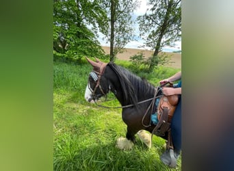 Tinker, Caballo castrado, 12 años, 150 cm, Morcillo