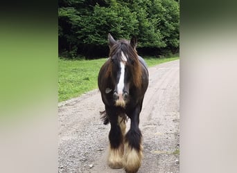 Tinker, Caballo castrado, 12 años, 150 cm, Negro