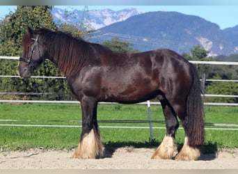 Tinker, Caballo castrado, 12 años, 150 cm, Sabino