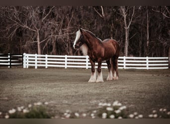 Tinker, Caballo castrado, 12 años, 152 cm, Castaño rojizo