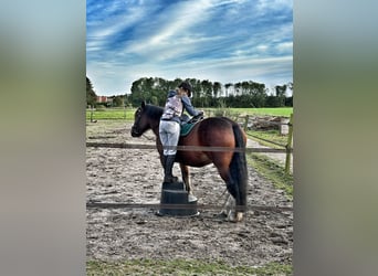 Tinker, Caballo castrado, 12 años, 163 cm, Castaño