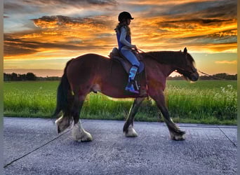 Tinker, Caballo castrado, 12 años, 163 cm, Castaño