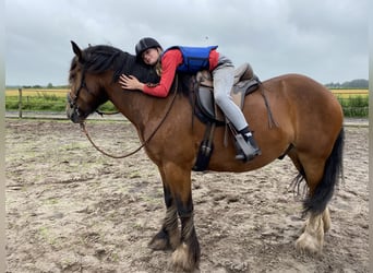 Tinker, Caballo castrado, 12 años, 163 cm, Castaño