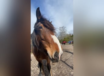 Tinker, Caballo castrado, 12 años, 163 cm, Castaño