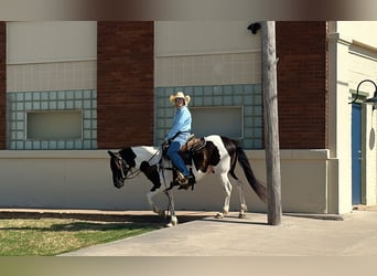 Tinker Mestizo, Caballo castrado, 12 años