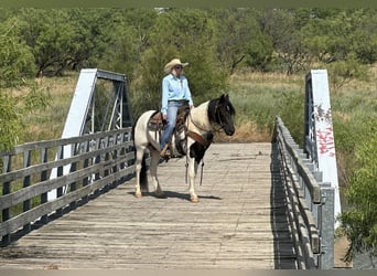 Tinker Mestizo, Caballo castrado, 12 años