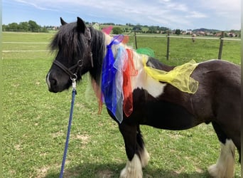 Tinker, Caballo castrado, 13 años, 135 cm, Pío