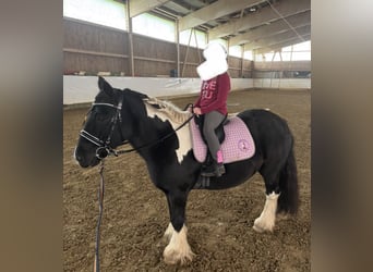 Tinker, Caballo castrado, 13 años, 135 cm, Pío