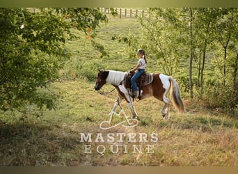 Tinker Mestizo, Caballo castrado, 13 años, 135 cm, Pío