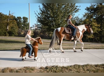 Tinker Mestizo, Caballo castrado, 13 años, 135 cm, Pío