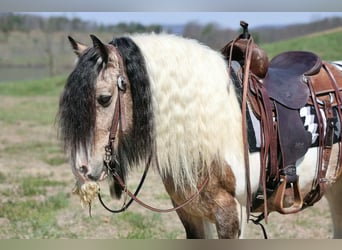 Tinker, Caballo castrado, 13 años, 142 cm, Pío
