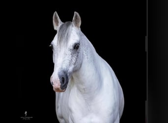 Tinker, Caballo castrado, 13 años, 142 cm, Tordo