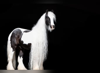 Tinker, Caballo castrado, 13 años, 143 cm, Pío