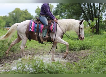 Tinker Mestizo, Caballo castrado, 13 años, 145 cm, Sabino