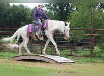 Tinker Mestizo, Caballo castrado, 13 años, 145 cm, Sabino