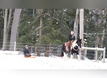 Tinker Mestizo, Caballo castrado, 13 años, 152 cm, Tobiano-todas las-capas