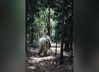 Tinker, Caballo castrado, 14 años, 147 cm, Pío