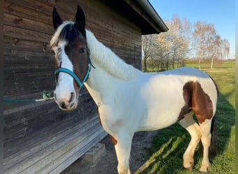 Tinker Mestizo, Caballo castrado, 14 años, 155 cm, Pío