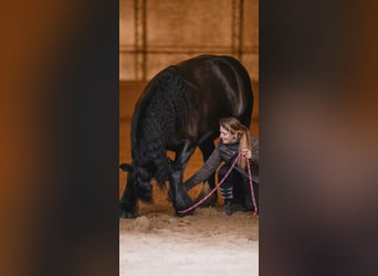 Tinker Mestizo, Caballo castrado, 14 años, 161 cm, Castaño oscuro