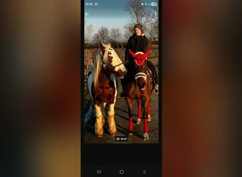 Tinker, Caballo castrado, 15 años, 155 cm, Pío