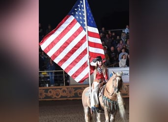 Tinker, Caballo castrado, 16 años, 142 cm, Palomino