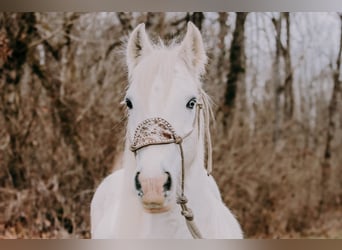 Tinker, Caballo castrado, 18 años, 147 cm, Tordo