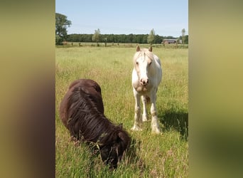 Tinker, Caballo castrado, 1 año, 138 cm, Pío