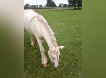 Tinker, Caballo castrado, 1 año, 138 cm, Pío