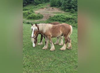 Tinker, Caballo castrado, 1 año, 145 cm