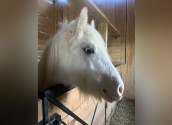 Tinker, Caballo castrado, 1 año, 147 cm, Palomino
