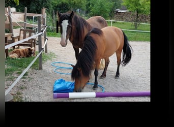 Tinker, Caballo castrado, 2 años, Castaño oscuro