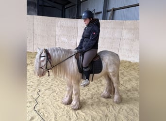 Tinker, Caballo castrado, 3 años, 125 cm